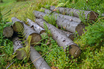 Obraz premium Pile of sawed wooden logs in the forest and green grass