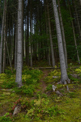 Wilderness forest