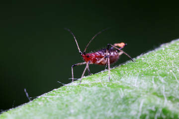 Red Aphids in Nature