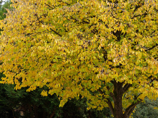 (Corylus colurna) Schlanke und pyramideförmig krone von Türkische Haselnuss baum aus 