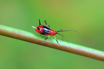Red Aphids in Nature