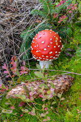 Fly Agaric, red and white poisonous mushroom in the forest