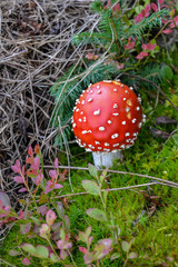 Fly Agaric, red and white poisonous mushroom in the forest