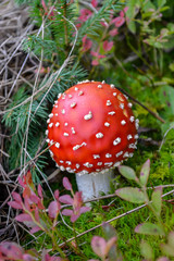 Fly Agaric, red and white poisonous mushroom in the forest