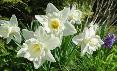 Close-up of beautiful white narcissus flowers in garden. Many white daffodils (or jonquils). Picture from live nature. Spring landscape, fresh wallpaper, nature background concept