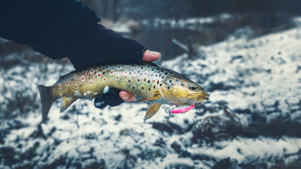 Brown trout close-up. Trout fishing.