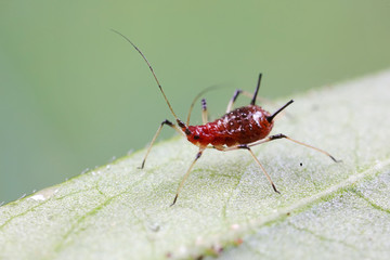 Red Aphids in Nature