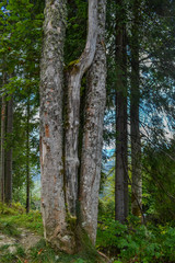 Fototapeta premium Tree trunk in forest