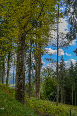 Wood on the hillside