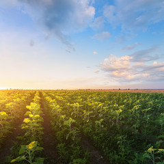 young sunflower evening sunset / fields of Ukraine natural beauty