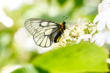 ウスバシロチョウ