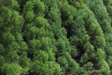 green bush, great for texture and background