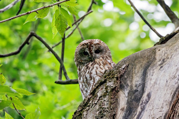 Tawny owl strix aluco sitting in hole on tree. Cute nocturnal bird of prey in wildlife.