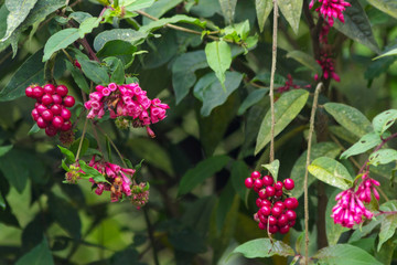 red-pink berries growing on plants in the forest