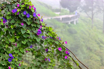 purple pink flowers on vines and plants