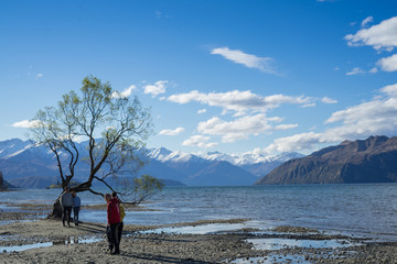 3rd October 2019,Wanaka,New Zealand.Tourist activity around the famous willow tree located at Wanaka lake shore.The willow tree also well-known as "That Wanaka Tree".