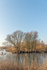 Bare branches silhouetted against a blue sky in a Dutch nature reserve. In the foreground are dry reed stems with seed heads.