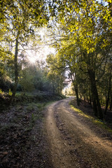 Fototapeta na wymiar Sun streaming through atumn trees in Corsican forest