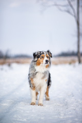 Australian shepherd