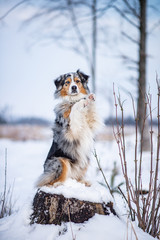 Australian shepherd
