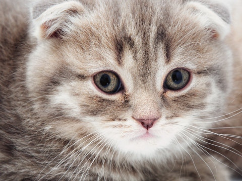 beautiful cute sad striped kitten british close up