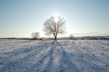 snowy road in winter