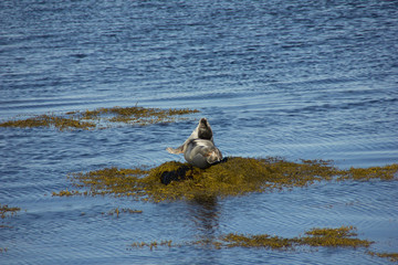 Island Strandir Robbe