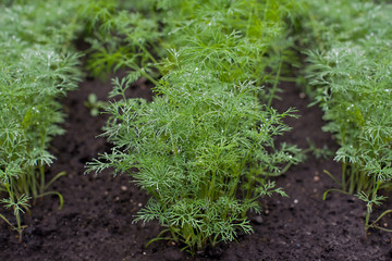 Fresh dill (Anethum graveolens) growing on the vegetable bed. Annual herb, family Apiaceae.  Growing fresh herbs. Green plants in the garden, ecological agriculture for producing healthy food concept