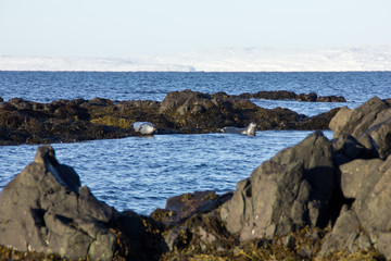 Island Strandir Robben