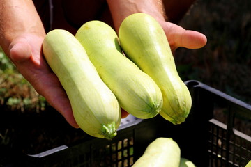 Harvesting zucchini. Fresh vegetables. Green squash on the farm.