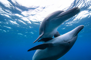 dolphin in blue water - obrazy, fototapety, plakaty