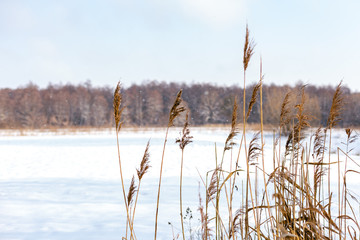 Winter landscape with reeds and falling snow.