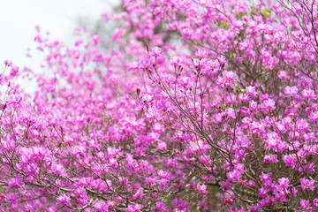 満開のミツバツツジ