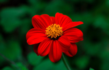 red flower in the garden