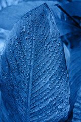 Leaf of an exotic tropical plant in raindrops tinted in blue. Vertical composition.