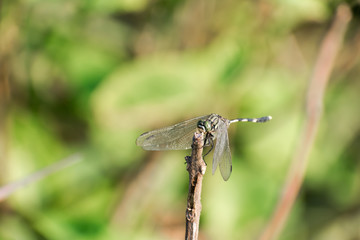 Dragonfly Damselfly insect - Odonata infraorder Anisoptera of grasshopper family with multifaceted eyes, strong pairs, transparent patched wings. Wild Animal behavior themes. Natural World background.