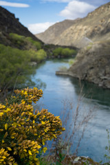 Wild yellow flower with blur blue river in the background.New Zealand road trip.