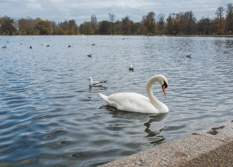 white swans and ducks on the lake