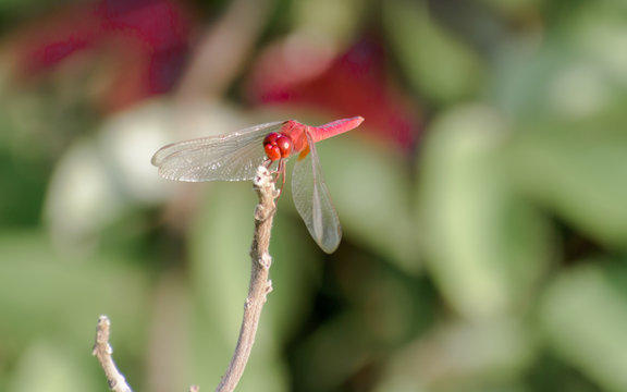 Common Dragonfly Damselfly insect (Odonata infraorder Anisoptera) grasshopper family. A beautiful colorful creature in the natural world. Wild Animal wildlife behavior theme isolated from background.