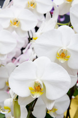 Naklejka na ściany i meble Beautiful white phalaenopsis orchid flowers
