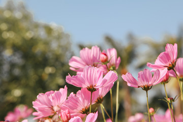 Obraz premium Pink blooming cosmos flower in garden