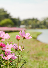 Pink blooming cosmos flower in garden