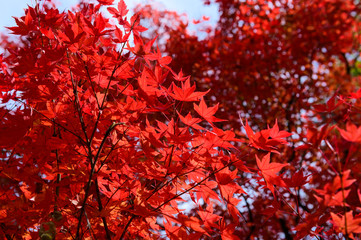 Japanese red maple leaves background