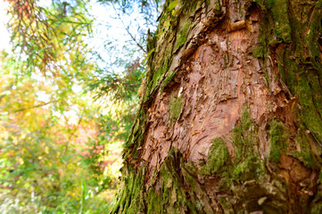 Green moss cover on tree bark background