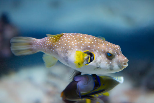 Spotted puffer fish in an aquarium underwater