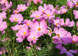 Pink blooming cosmos flower in garden