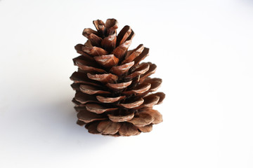 Pine cones on white background. Decorative element.