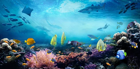 Stickers pour porte Récifs coralliens Monde marin sous-marin. La vie dans un récif de corail. Poissons tropicaux colorés. Écosystème.