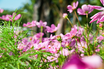 Fototapeta premium Pink blooming cosmos flower in garden
