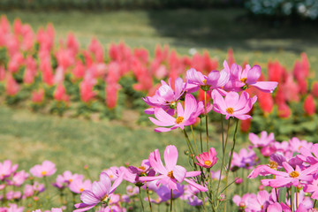 Obraz premium Pink blooming cosmos flower in garden